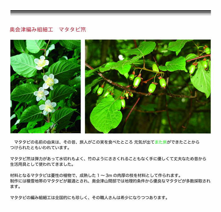 マタタビ笊